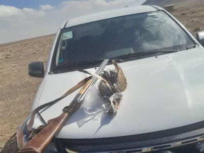 دستگیری متخلف شکار با یک قطعه پرنده هوبره در شهرستان اقلید