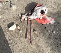 تلف شدن چهار فلامینگو در آبگیر مشک‌آویز مهر