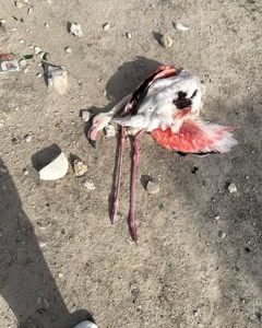 تلف شدن چهار فلامینگو در آبگیر مشک‌آویز مهر