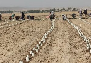 آغاز کشت گوجه فرنگی تولید پاییز با رعایت الگوی کشت در شهرستان فراشبند