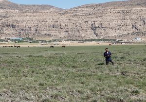 وقتی آسمان به خاک دوخته شد؛ مرثیه‌ی خشکیدن ارژن
