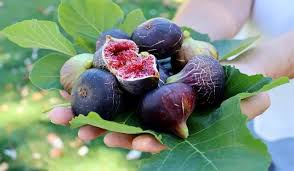 استهبان، قطب جهانی باغات میراثی و صادرکننده عمده انجیر ایران