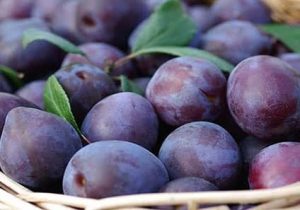 افزایش عملکرد باغ‌های آلو بیضا به‌دلیل نبود خسارت سرمای بهاره