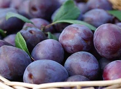 افزایش عملکرد باغ‌های آلو بیضا به‌دلیل نبود خسارت سرمای بهاره