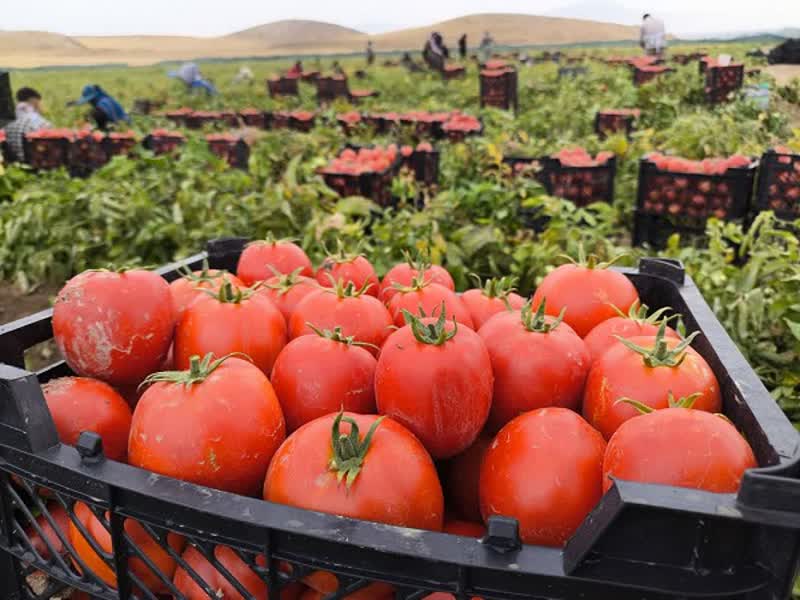 برداشت ۸۰ هزار تن گوجه‌فرنگی از مزارع بیضا؛ رونق تولید و صادرات به بازارهای خارجی