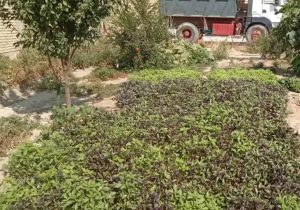 آغاز طرح «باغچه سلامت» برای توانمندسازی زنان روستایی بیضا