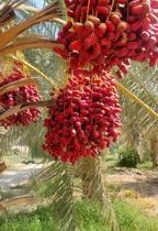 اجرای پروژه کشت بافتی خرمای مجول، گامی بلند در رونق اقتصادی منطقه