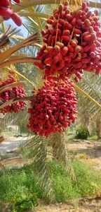 اجرای پروژه کشت بافتی خرمای مجول، گامی بلند در رونق اقتصادی منطقه