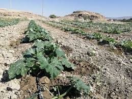 کاشت کدو در سطح ۶۰۰ هکتار از اراضی شهرستان فراشبند