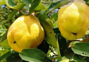 افزایش ۷۰ درصدی تولید میوه “بِه” در بیضا