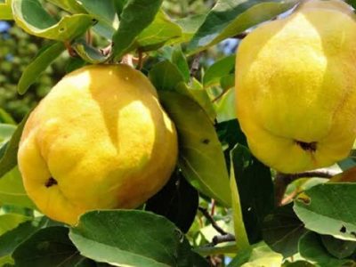 افزایش ۷۰ درصدی تولید میوه “بِه” در بیضا