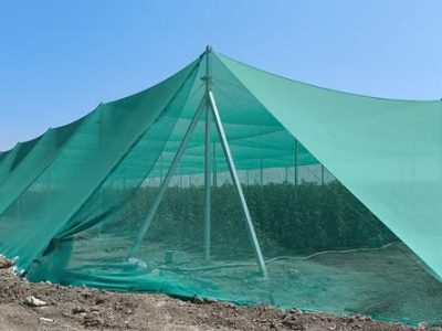 اولین گلخانه تابع اقلیم در بیضا به بهره برداری رسید