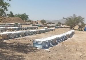 در شهرستان فراشبند زنبورستان ها سرشماری می شوند