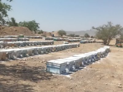 در شهرستان فراشبند زنبورستان ها سرشماری می شوند