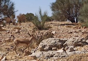 ارژنِ تشنه، آهوهای خسته؛ روایت یک روز در پناهگاه حیات‌وحش فارس