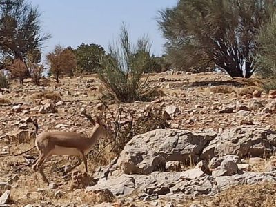 ارژنِ تشنه، آهوهای خسته؛ روایت یک روز در پناهگاه حیات‌وحش فارس