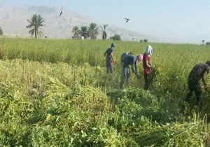 برداشت کنجد در سطح ۶۰۰ هکتار با رعایت الگوی کشت در شهرستان فراشبند