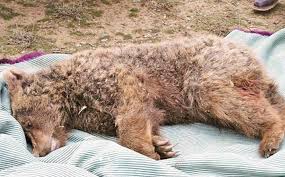 برخورد قطار با دو توله خرس قهوه‌ای در مرودشت/ تأکید بر اقدامات پیشگیرانه