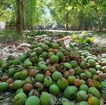 برداشت گردو در فارس به پایان رسید؛ تداوم توسعه باغ‌ها با ارقام مقاوم