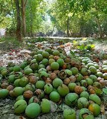 برداشت گردو در فارس به پایان رسید؛ تداوم توسعه باغ‌ها با ارقام مقاوم