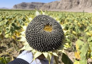 برداشت ۶۰ تن آفتابگردان آجیلی از مزارع بیضا؛ لزوم ایجاد صنایع فرآوری