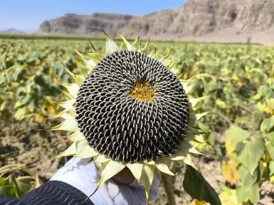 برداشت ۶۰ تن آفتابگردان آجیلی از مزارع بیضا؛ لزوم ایجاد صنایع فرآوری