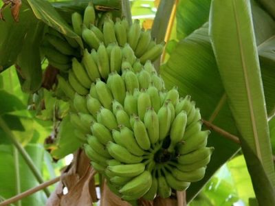 توسعه کشت میوه های استوایی در بیضا