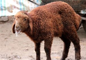 تب برفکی به انسان منتقل نمی‌شود