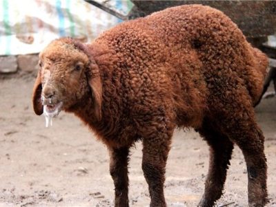 تب برفکی به انسان منتقل نمیشود