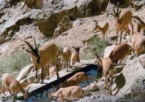 دستور فوری برای مقابله با تب برفکی / ممنوعیت کامل ورود دام به پارک ملی بمو با تأکید مقام قضایی فارس