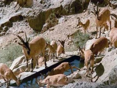 دستور فوری برای مقابله با تب برفکی / ممنوعیت کامل ورود دام به پارک ملی بمو با تأکید مقام قضایی فارس