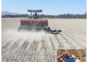 آغاز کشت مکانیزه کلزا در جهرم؛ گام نخست توسعه دانه‌های روغنی فارس