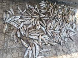 چهار صیاد غیرمجاز در شهرستان قیر و کارزین شناسایی و متوقف شدند