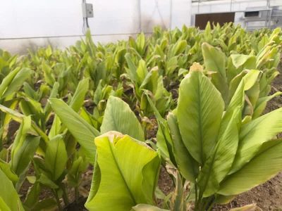 کشت زردچوبه برای نخستین بار در بیضا