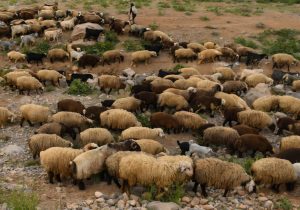 چرای دام و تردد خودرو در محدوده‌های حساس تالاب پریشان ممنوع شد