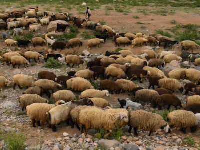 چرای دام و تردد خودرو در محدودههای حساس تالاب پریشان ممنوع شد