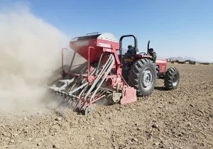 کاهش احتمالی ۱۰درصدی سطح کشت غلات بیضا در صورت تداوم خشکسالی