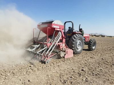 کاهش احتمالی ۱۰درصدی سطح کشت غلات بیضا در صورت تداوم خشکسالی