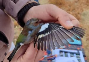 اجرای طرح حلقه‌گذاری پرندگان شاخه‌نشین در فارس با تمرکز بر گونه‌های سهره