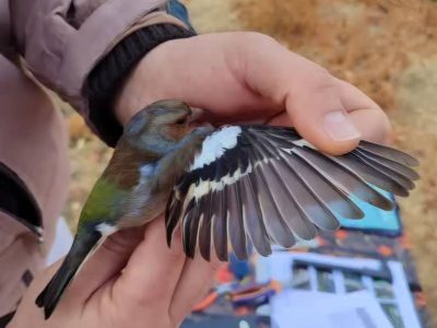 اجرای طرح حلقه‌گذاری پرندگان شاخه‌نشین در فارس با تمرکز بر گونه‌های سهره