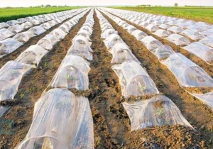 تأکید مسئولان پاسارگاد بر حفاظت از خاک؛ جمع‌آوری پلاستیک‌های کشاورزی مصوب شد