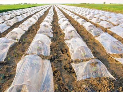 تأکید مسئولان پاسارگاد بر حفاظت از خاک؛ جمع‌آوری پلاستیک‌های کشاورزی مصوب شد