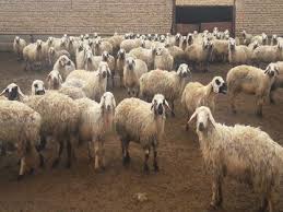 پرداخت تسهیلات حمایتی به دامداران فارس در قالب طرح جهش تولید / ۴۰۰ هزار رأس دام سبک تحت پوشش قرار گرفت
