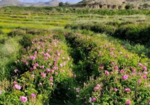 آغاز برداشت گل محمدی در جهرم؛ پیش‌بینی تولید ۱۰۰ تن محصول