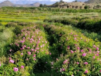 آغاز برداشت گل محمدی در جهرم؛ پیش‌بینی تولید ۱۰۰ تن محصول