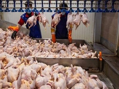 پایداری تولید گوشت سفید در فارس/ تولید ۲۰۰ هزار تن گوشت سفید در فارس