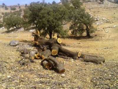 رد تبر در دشت برم؛ پاسخ محیط‌زیست به جنجال قطع بلوط‌ها
