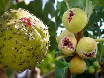آغاز فصل گرده‌افشانی انجیر در فارس؛ قطب ۹۷ درصدی تولید انجیر دیم کشور
