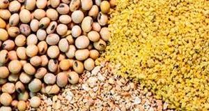 اجرای طرح‌های نوین خوراک دام در فارس برای کاهش وابستگی به نهاده‌های وارداتی