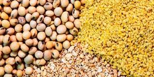 اجرای طرح‌های نوین خوراک دام در فارس برای کاهش وابستگی به نهاده‌های وارداتی
